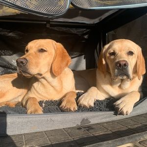 Meet your Posher, Amelia